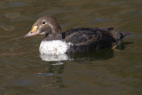 king eider - 1st winter male 13