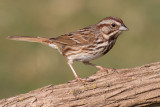 song sparrow 98