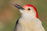 red-bellied woodpecker 244