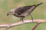 cowbird 47