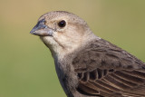 cowbird 48