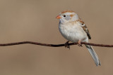 field sparrow 2