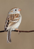 field sparrow 3