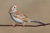 field sparrow 7