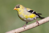 goldfinch 62