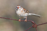 field sparrow 11