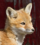 fox cub 20