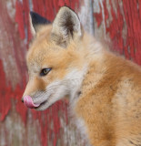 fox cub 25