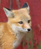 fox cub 34
