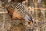 virginia rail 30