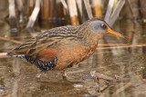 virginia rail 31