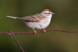 chipping sparrow 20