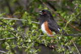 eastern towhee 16