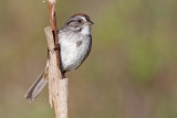 swamp sparrow 5
