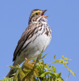 savannah sparrow 56