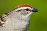chipping sparrow 29