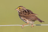 savannah sparrow 54