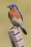 bluebird 81