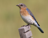 bluebird 83