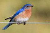 bluebird 88