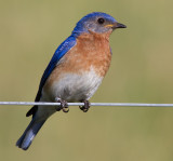 bluebird 91