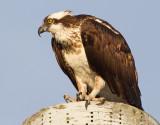 osprey 38