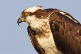 osprey 41