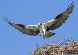 osprey 42