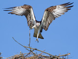 osprey 45