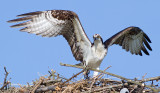 osprey 47