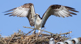 osprey 48