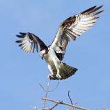 osprey 51
