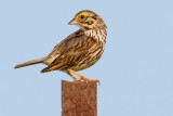 savannah sparrow 64