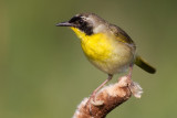 common yellowthroat 10