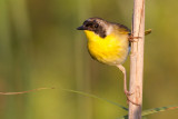 common yellowthroat 12