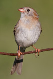 field sparrow 22