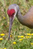 sandhill crane 129