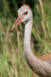 sandhill crane colt 86