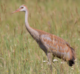 sandhill crane colt 88