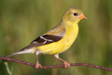 goldfinch 64