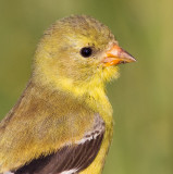 goldfinch 65