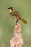 Common Yellowthroat - Male