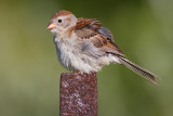 field sparrow 26