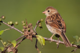 field sparrow 30