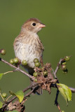field sparrow juvenile 2