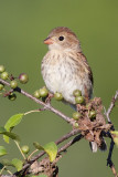 field sparrow juvenile 3