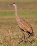 sandhill crane 136