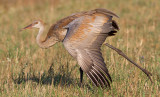 sandhill crane colt 103