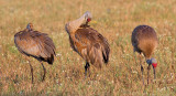 sandhill crane 149