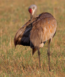 sandhill crane 155